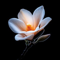Poster - A white flower with a yellow center is the main focus of the image