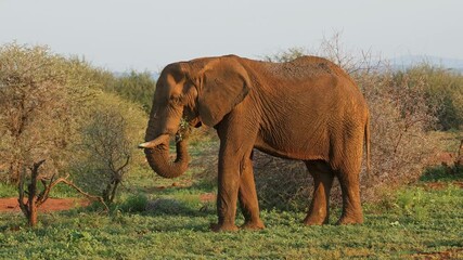 Wall Mural - an african elephant bull (loxodonta africana) feeding in natural habitat, madikwe game reserve, sout