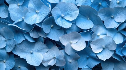 Poster - A close up of blue flowers with white tips