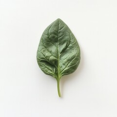 Poster - Fresh spinach leaf showcasing its vibrant green color and soft texture, perfect for healthy dishes and salads