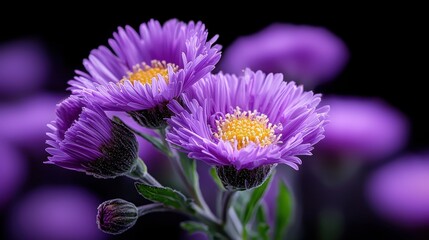 Poster - A close up of three purple flowers with yellow centers