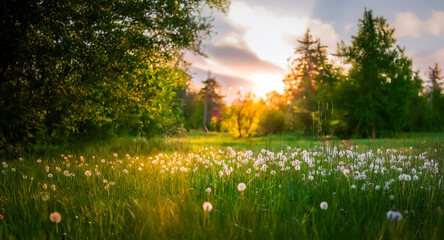 Poster - Golden sunset shines on a field full of dandelions. Trees are silhouetted against the bright sky creating a peaceful nature landscape.