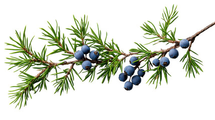 Juniper branch with ripe blue berries on transparent background