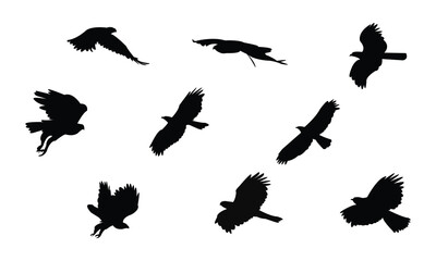 flying african hawk eagle bird silhouette design and vector illustration.