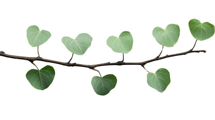 Poster - Branch with green leaves isolated on transparent background