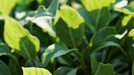 Poster - Sunlit green leaves in lush garden, closeup view. Nature and tranquility concept