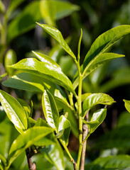 Wall Mural - a green leafy plant with a few leaves on it