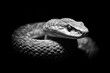 © Ева Поликарпова - A close-up image of a snake in black and white, suitable for use in editorial or educational content