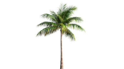 Poster - Isolated palm tree swaying gently in the breeze on transparent background