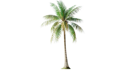 Poster - Green coconut palm tree standing with transparent background