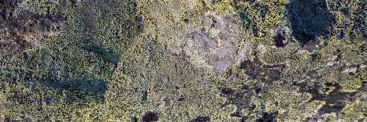 Wall Mural - Natural texture of a stone covered with lichen. Lichenes patterns on a rock surface. Natural background. Closeup top view. The nature of the Arctic. Polar region.