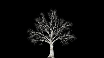 Animation of the growth process of a 3D deciduous tree on an alpha channel background.