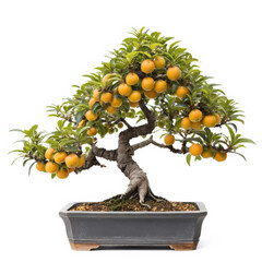 A bonsai isolated on white background.
