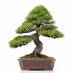 A bonsai isolated on white background.