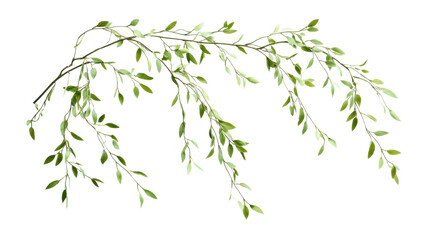 Wall Mural - Weeping willow branch with lush green leaves on transparent background