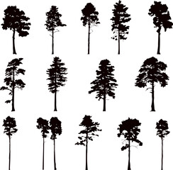 Wall Mural - pine trees set, silhouette vector collection on white background