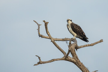 Wall Mural - an osprey perched on a tree