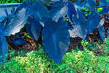 planta com folhas grande e roxas ou colacasia aquatilis ou inhame ou taioba