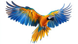 vibrant macaw parrot with colorful feathers soaring gracefully through air, showcasing its stunning wingspan and bright hues of blue and yellow