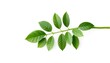 © Hugnaka - Single vibrant green plant isolated on pure white background, tropical, single plant