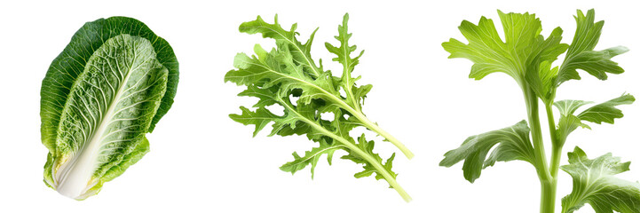 Poster - On a clear transparent background, a solitary Baby Cos lettuce leaf is depicted, made possible by Generative Ai