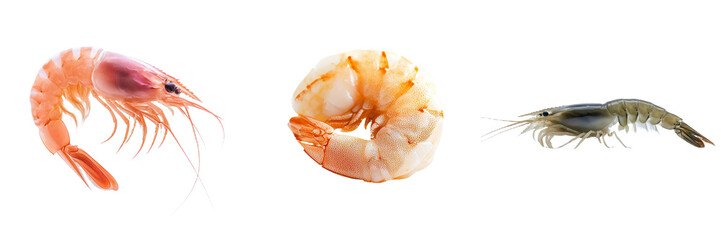 Aufkleber - On a transparent background, a raw shrimp is isolated, a creation of Generative Ai