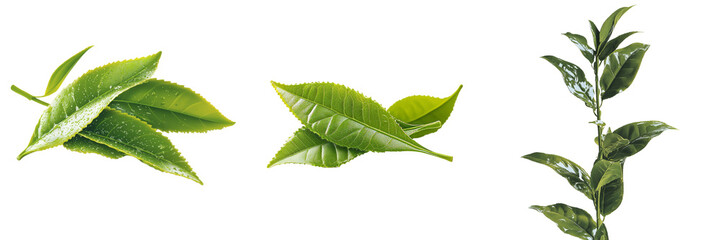 Poster - Realistic green tea leaf isolated on transparent background, a creation of Generative Ai technology