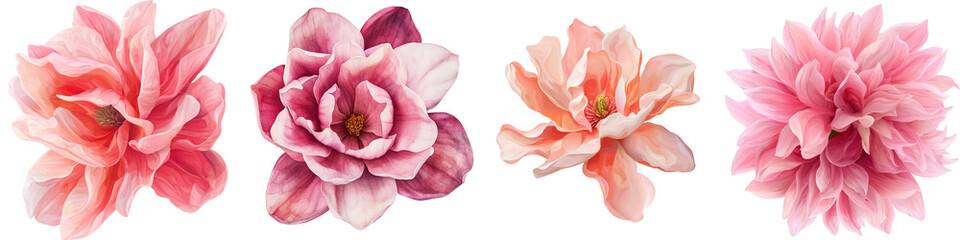 Aufkleber - Generative Ai image of an isolated magnolia flower on a transparent background