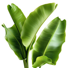 Poster - Transparent background featuring isolated green tropical leaves produced by Generative Ai