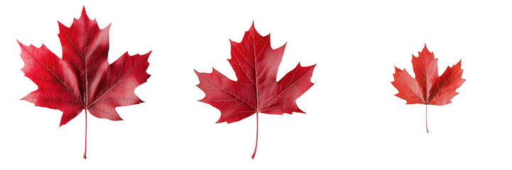 Poster - On a transparent background, a lone red maple leaf is showcased, having been generated by Ai technology