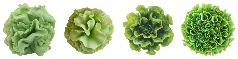 Poster - Fresh organic green romaine lettuce leaves on transparent background, an image generated using Generative Ai