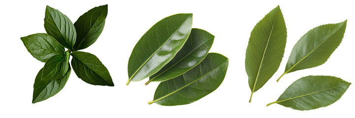 Aufkleber - An image of isolated fresh green leaves on a transparent background was made with Generative Ai