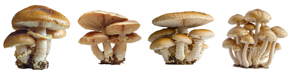 Poster - The image of a porcini mushroom on a clear background was generated using stock techniques