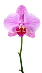 Wall Mural - Single orchid stem on white background isolated, orchid, nature, elegant