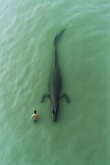 Poster - Socialist realism photographic depiction of a solitary crocodile partially submerged, conveying