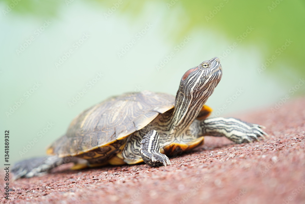 The Red-Eared Slider is one of the most popular pet turtles in the ...