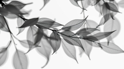 Poster - Delicate transparent leaves elegantly dancing against a light backdrop in a serene indoor setting 