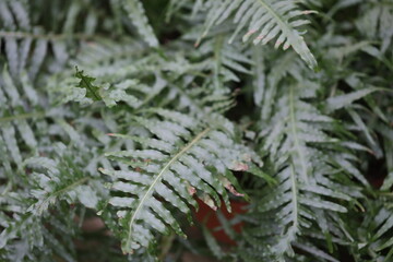 Poster - A detailed shot of a lush green plant with numerous leaves, ideal for use in botanical or nature-themed contexts.