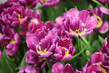 Aufkleber - A compact cluster of purple flowers on a bright background.