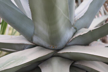 Poster - A detailed view of a plant with numerous leaves.