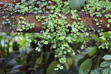 Aufkleber - A close-up shot of a collection of green plants, ideal for use in nature-themed designs or as a decorative element.
