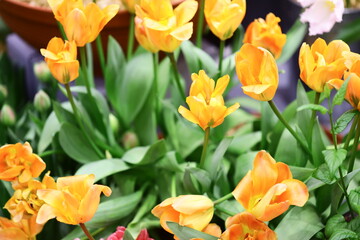 Poster - A close-up view of a colorful flower arrangement.