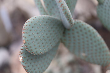 Poster - Desert flora, thorny plant with tiny leaves, macro shot.