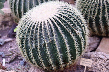 Poster - Desert flora, two cacti species sit atop rocky outcropping.