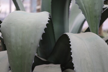 Poster - A close-up shot of a plant with many leaves, great for botanical or science illustrations.