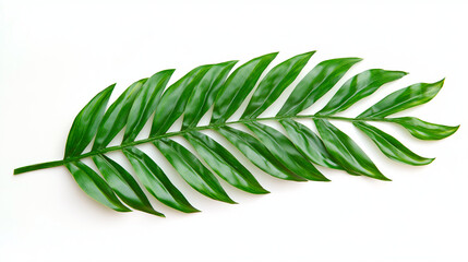 palm tree leaves isolated on white background