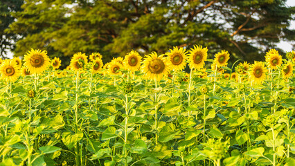 Wall Mural - golden sunflowers field at blooming farm agricultural summer sunset and blue sky background texture 