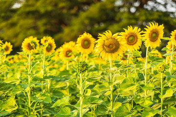 Wall Mural - golden sunflowers field at blooming farm agricultural summer sunset and blue sky background texture 