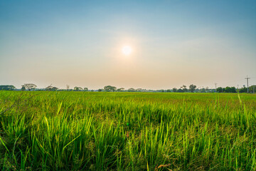 Wall Mural - scenic view landscape of rice field green grass with field cornfield or in asia country agriculture 