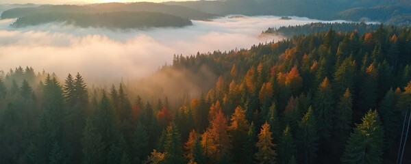 Wall Mural - Aerial top view of misty forest with colorful trees in Slovakia. Drone photography of rainforest ecosystem in foggy morning. Healthy green environment in sunlight, golden hour. Woodland landscape,